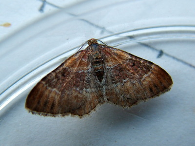 Red Twin-spot Carpet